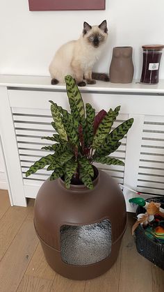 a cat sitting on top of a potted plant next to a radiator