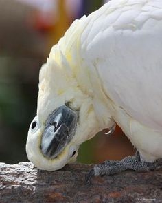 a white cockatoo with the words really? on it's face and head