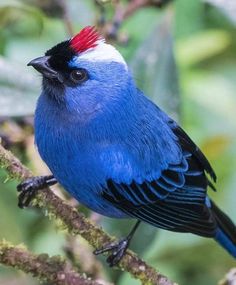 a blue bird with red and white feathers sitting on a branch