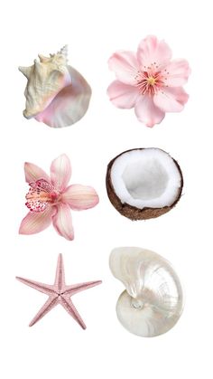 pink flowers and seashells are arranged on a white background, including one starfish