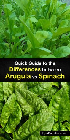 spinach plants with the words quick guide to the differences between arugula and spinach