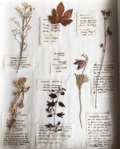 several different types of flowers on display in a white box with old writing and papers