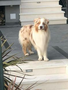 a brown and white dog standing on top of steps