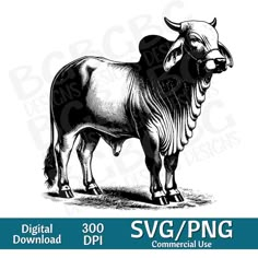 Kangayam Bull Images, Brahman Bull, Bull Images, Brahma Bull, Farm Vector, Cow Svg, Horse Drawings, Beautiful Flowers Wallpapers, Animal Farm