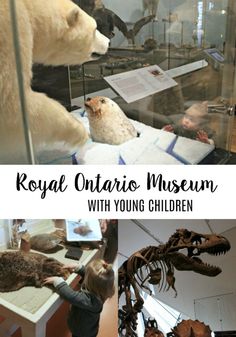 the royal ontario museum with young children looking at stuffed animals and other things in glass cases