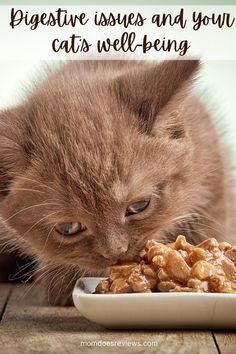 a cat eating from a white plate on top of a wooden table with the caption, digestive issues and you cats well being