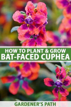 purple and red flowers with text overlay how to plant and grow bat - faced cuphea