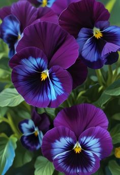 purple and blue flowers with green leaves in the background