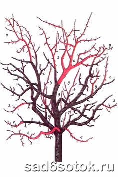 a drawing of a tree with red branches and numbers on the leaves, labeled in english