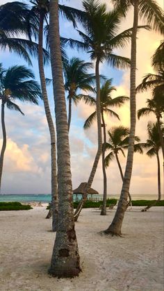 palm trees line the beach as the sun sets