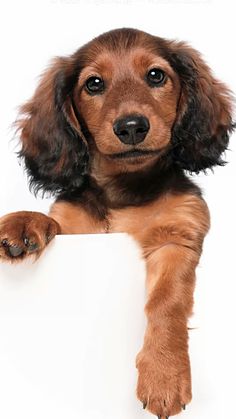 a brown and black dog holding a white sign with its paw on it's side