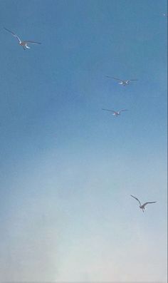 seagulls flying in the blue sky on a sunny day