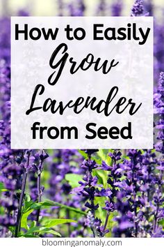 lavender flowers with the words how to easily grow lavender from seed