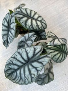 three green and white leafy plants on a table