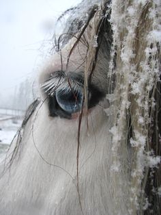 the eye of a white horse is covered in ice and snow as it looks at the camera