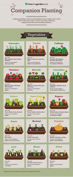 an info sheet showing the different types of vegetables and plants in each planter's garden