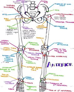 a diagram of the bones and their major functions