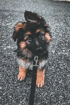 a puppy is sitting on the ground looking at the camera while wearing a collar and leash