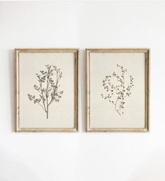 two framed botanical prints hanging on a wall