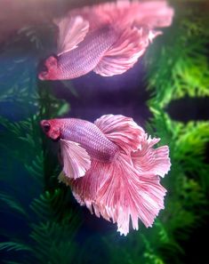 two pink fish are swimming in an aquarium