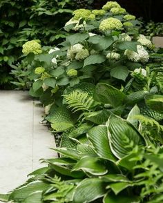 some green plants and white flowers on the ground