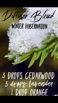 Winter Scents Essential Oils, Doterra Winter Diffuser Blends, Wintergreen Essential Oil Blends, Young Living Pine Diffuser Blends, Wintergreen Essential Oil Young Living, Doterra Diffuser Blends, Essential Oil Remedy, Oil Remedies, Young Living Essential Oils Recipes