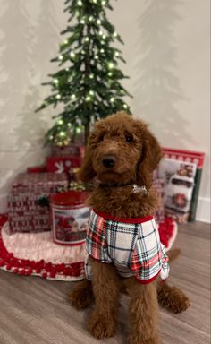 a brown dog sitting in front of a christmas tree wearing a red and white plaid shirt