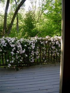 white flowers growing on the side of a wooden fence