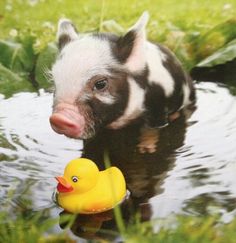 a small pig standing next to a yellow rubber duck in the water with grass and flowers behind it