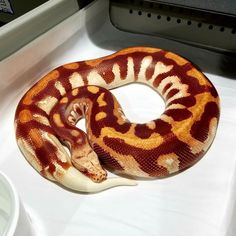 a large orange and white snake sitting on top of a table