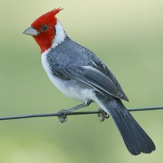 a red and white bird sitting on top of a wire