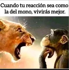 an ad with two lions and one monkey in it's mouth that reads, quanndo su reacao for comoa do macco, voce vie vera mellor