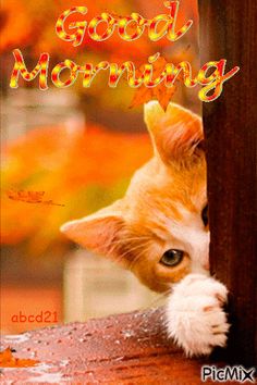 an orange and white cat peeking out from behind a wooden post with the caption o vim desafar uma segunda fira incrivel