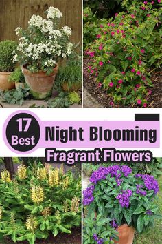 the best night blooming fragrantt flowers to grow in your yard or garden