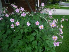 pink flowers are blooming in front of a house