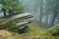 a foggy forest filled with lots of trees and tall green grass next to a large rock