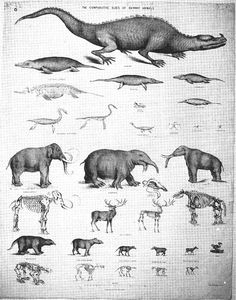 an old book with different types of animals