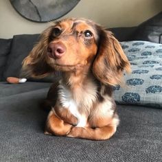 a brown and white dog sitting on top of a couch