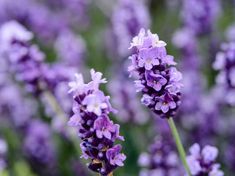 purple flowers are blooming in the garden