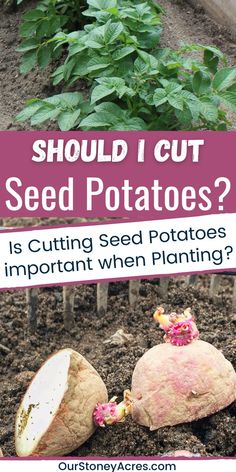 potatoes growing in the ground with text that reads should i cut seed potatoes? is cutting seed potatoes important when planting?