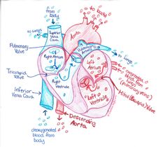 a diagram of the human heart