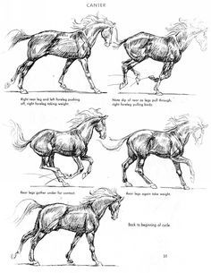 three horses are shown in different stages of running and trotting, with the words'how to draw a galloping horse'written below them