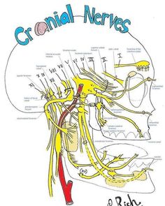 an image of a diagram of the human nervous system