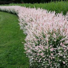 pink flowers line the side of a green lawn