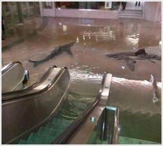 an escalator filled with lots of water next to two shark swimming in it