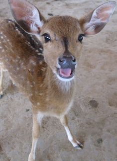 a small deer standing on top of a sandy ground