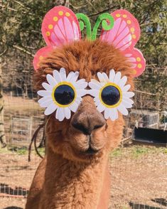 a close up of a llama wearing sunglasses with flowers on it's head