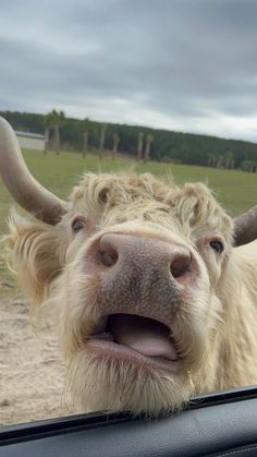 a yak with long horns sticking its head out the window looking at the camera