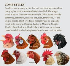 an article about comb styles in many styles, but not everyone agrees how many styles or what each style is called