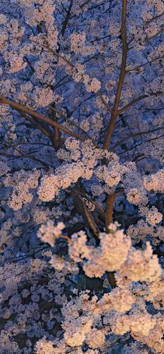 an aerial view of trees with white flowers